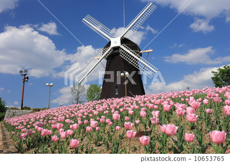 鶴見格陵蘭風車和桃子鬱金香 10653765