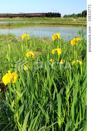 Moka Railway “Rural landscape with blooming irises and SL Moka” 10653771