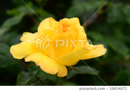 Yellow rose Yellow rose 10654071