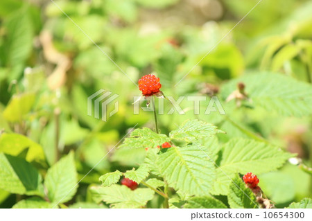 Kusaichigo Kusaichigo 10654300