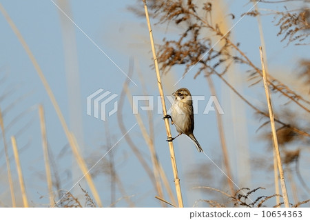 Ohjulin Ohjulin 10654363