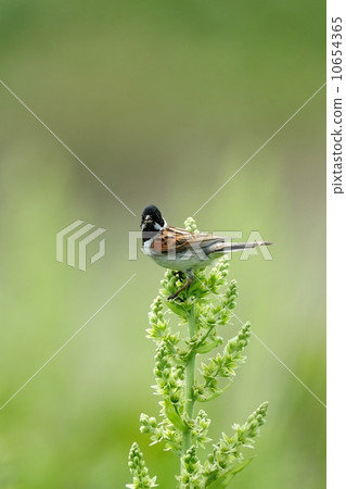 Ohjulin Ohjulin 10654365