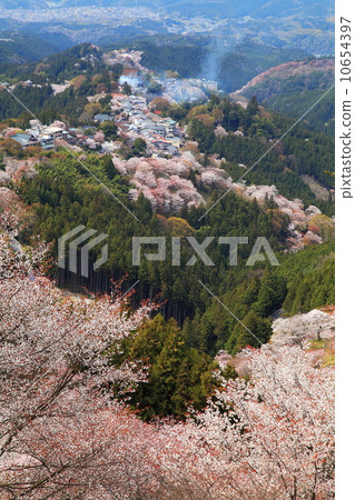 吉野山櫻花盛開 10654397