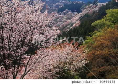 吉野的春天櫻花盛開 10654413