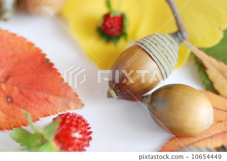 Fall Nature 10654449