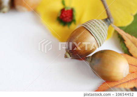 Fall Nature 10654452