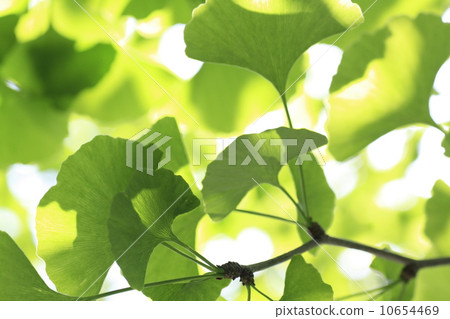銀杏的新鮮綠色 10654469
