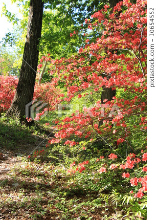 一個美麗的山公園的杜鵑花 10654552