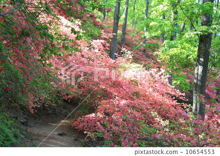 一個美麗的山公園的杜鵑花 一個美麗的山公園的杜鵑花 10654553