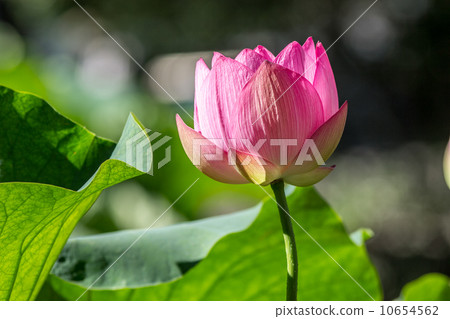 Summer flower lotus (primitive lotus) @ Fuchu · Regional park forest park 10654562