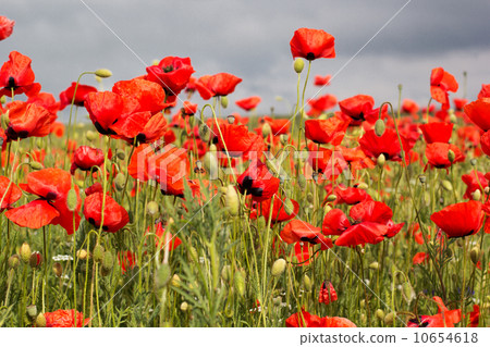 Nice field of red poppy flowers Nice field of red poppy flowers 10654618
