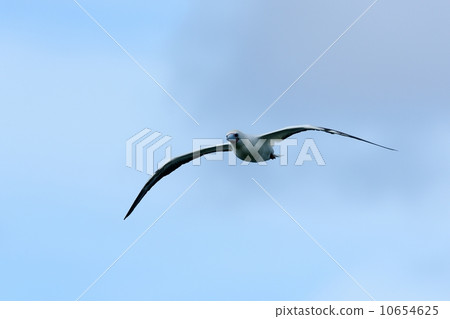 紅尾鰹鳥 紅尾鰹鳥 10654625