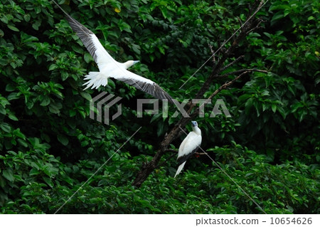 紅尾鰹鳥 紅尾鰹鳥 10654626