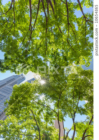 Shinjuku high-rise building fresh green Shinjuku high-rise building fresh green 10654865