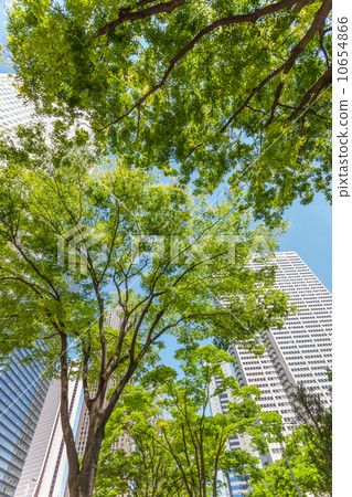 新宿高層建築清新的綠色 10654866