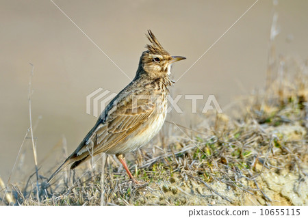 Crested Lark, Galerida cristata Crested Lark, Galerida cristata 10655115