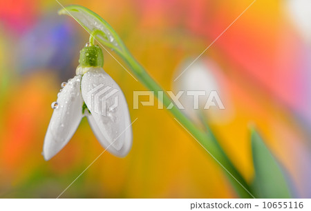 Fresh snowdrop Fresh snowdrop 10655116
