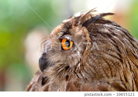 eye eagle owl 10655121