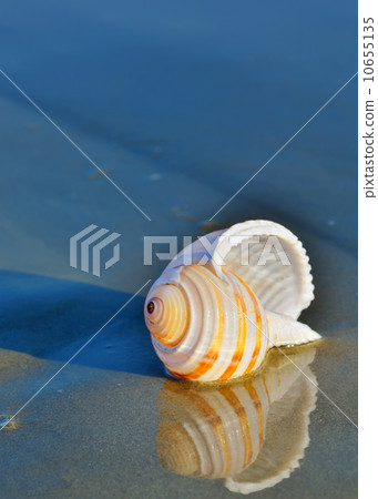 seashell on the seashore 10655135