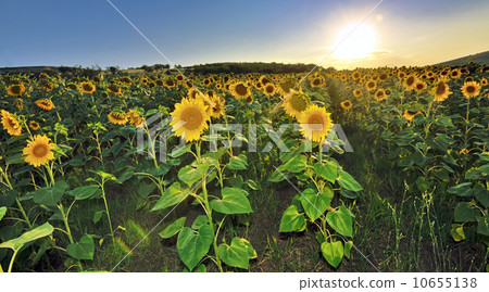 sunflower field 10655138