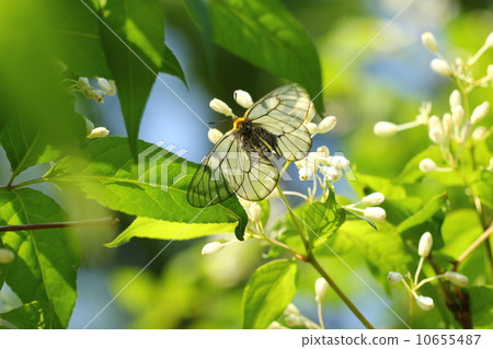 烏蘇巴族 烏蘇巴族 10655487