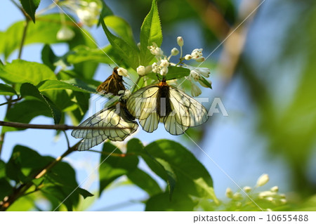 烏蘇巴族 烏蘇巴族 10655488