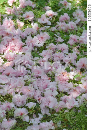 Cherry blossoms 10655696