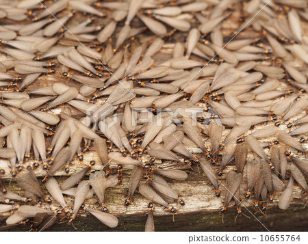 Feather Feather 10655764
