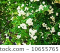 White mockholough 10655765