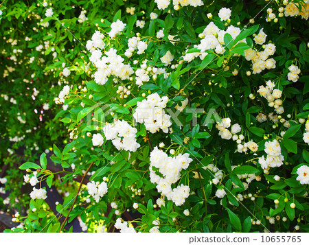 White mockholough 10655765
