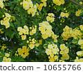 Yellow moco borough 10655766