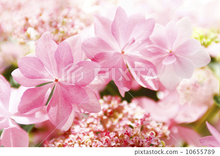 Hydrangea hydrangea 10655789