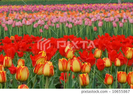 Tulip Park (Kamiibetsu-cho) 10655867