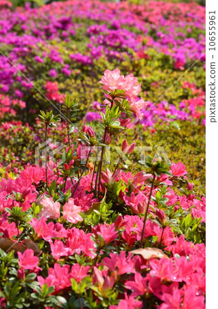 粉紅色“久留米杜鵑花”（Ukima Park / Ukima，Kita-ku，Tokyo Funato） 10655961