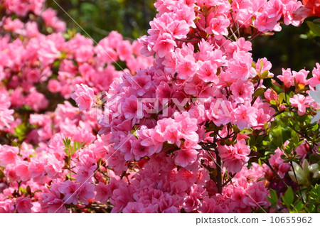 粉紅色“久留米杜鵑花”（Ukima Park / Ukima，Kita-ku，Tokyo Funato） 10655962