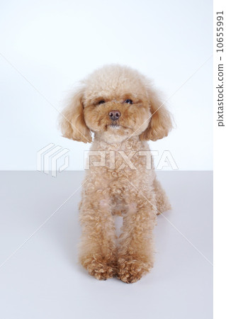 Sitting toy poodle Sitting toy poodle 10655991
