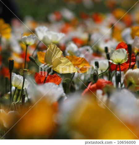 Poppy 10656000