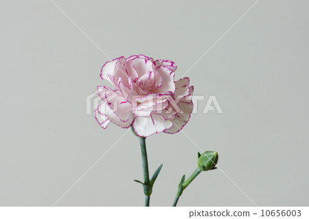 康乃馨花 10656003