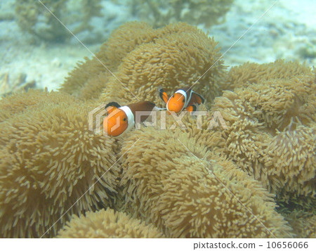 小丑anemonefish 小丑anemonefish 10656066