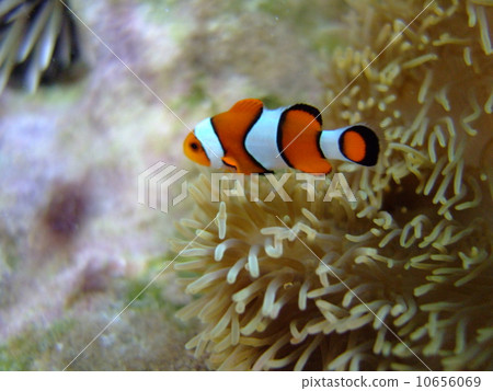 Clown anemonefish 10656069