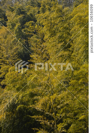 Oshiki Saitama ken Oshiki Saitama ken 10656099