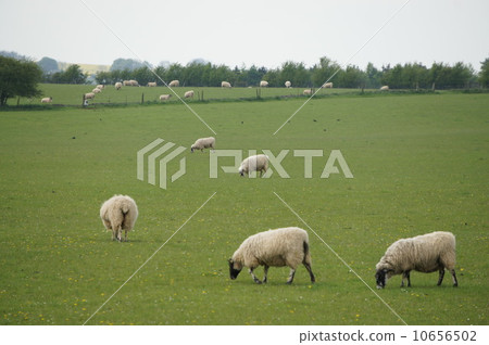 一隻羊 一隻羊 10656502