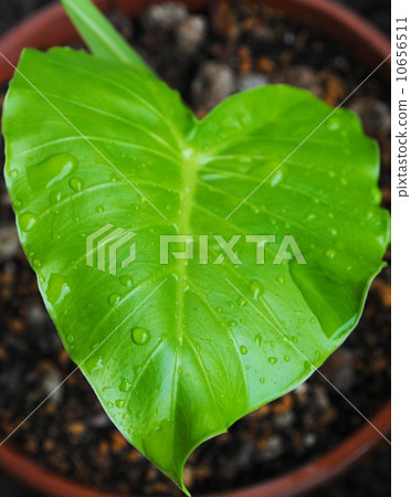 Heart leaves 10656511