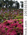 Azalea 3 10656656