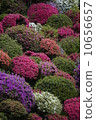 Azalea 4 10656657