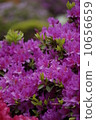 Azalea 5 10656659