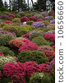 Azalea 6 10656660