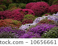 Azalea 7 10656661