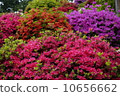 Azalea 8 10656662