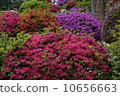 Azalea 9 10656663